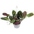 prayer plant